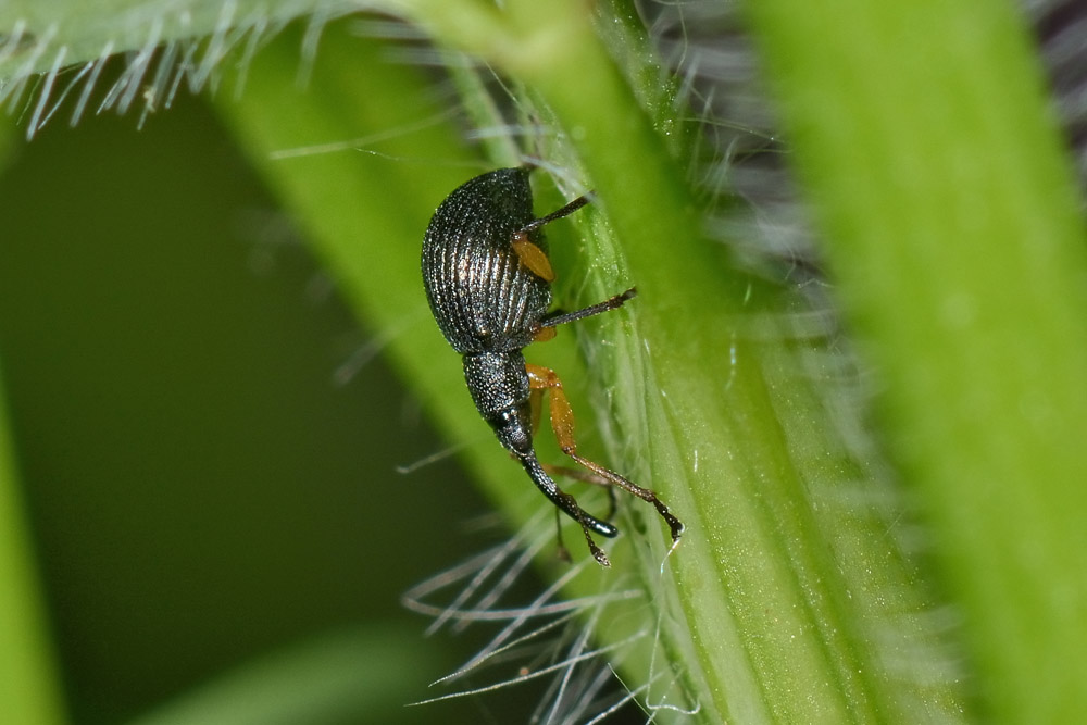 Protapion trifolii?